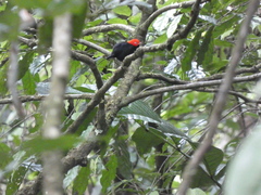 Ceratopipra mentalis