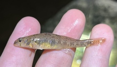 Etheostoma