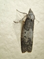 Heteromicta pachytera