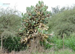 Opuntia quimilo