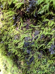 Leptogium cyanescens image