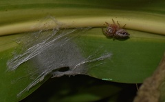 Cytaea