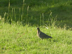 Patagioenas picazuro