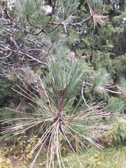 Pinus