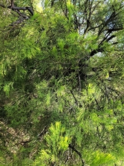 Exocarpos cupressiformis