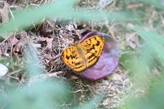 Abrota ganga formosana
