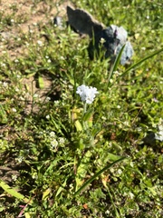 Plagiobothrys nothofulvus