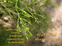 Exocarpos cupressiformis