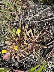 Camissoniopsis
