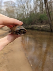 Sternotherus peltifer