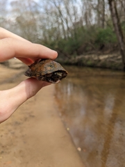 Sternotherus peltifer