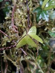 Oxalis griffithii