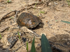 Sternotherus peltifer