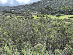 Eriodictyon crassifolium