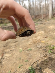 Sternotherus peltifer