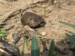 Sternotherus peltifer