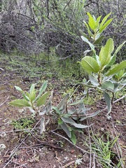 Eriodictyon crassifolium