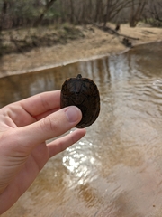 Sternotherus peltifer
