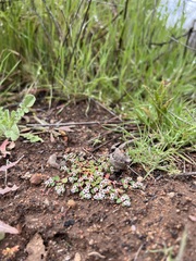 Euphorbia polycarpa