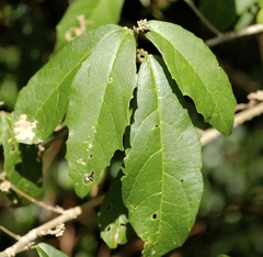 Mallotus claoxyloides