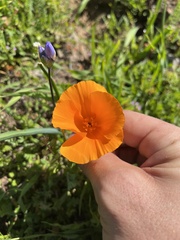Eschscholzia californica