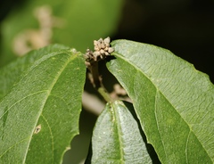 Mallotus claoxyloides