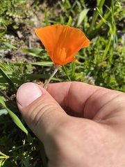 Eschscholzia californica
