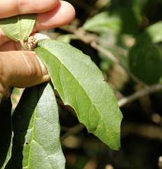 Mallotus claoxyloides