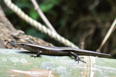 Eutropis multifasciata