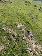 Eschscholzia californica