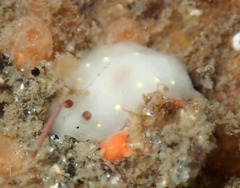 Cadlina flavomaculata