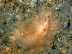 Kaburakia excelsa