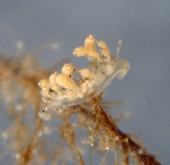 Eubranchus rustyus