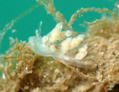 Eubranchus rustyus