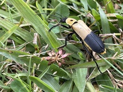 Chauliognathus heros