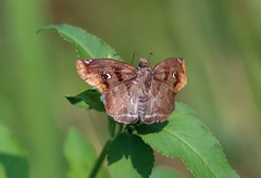 Odontoptilum angulata