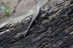 Eutropis multifasciata