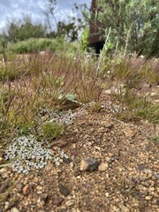 Euphorbia polycarpa