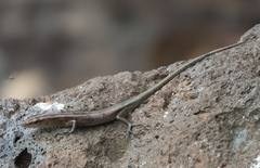 Emoia cyanura