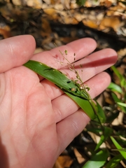 Dichanthelium commutatum