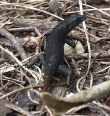 Emoia nigra