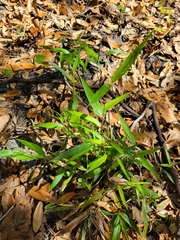 Dichanthelium commutatum