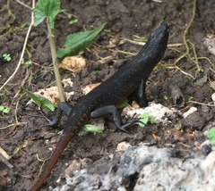 Emoia nigra