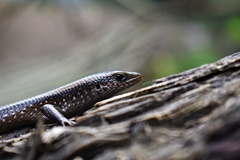 Eutropis multifasciata
