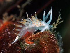Apata pricei