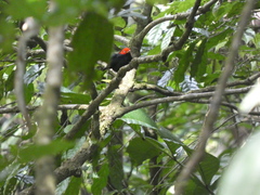 Ceratopipra mentalis