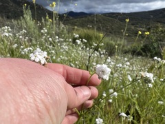 Plagiobothrys nothofulvus