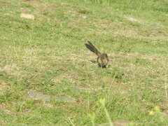 Mimus saturninus