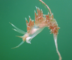 Coryphella cooperi