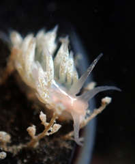 Coryphella cooperi